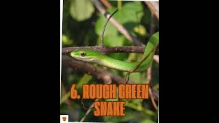 Top 10 nonvenomous snakes in the World [upl. by Wilmar]