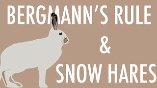 60 Second Zoology  Snow Hares And Bergmanns Rule [upl. by Prasad]