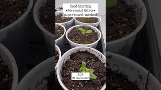 Growing Perennial Salvia From Seed with updates 🌱 Crochet Garden Repeat [upl. by Bigford]