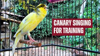 Gloster Singing Canary  Canary Training [upl. by Aday129]