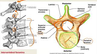 Anatomy Vertebral Column [upl. by Litnahs858]