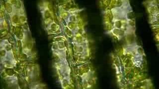 Elodea Cytoplasmic Streaming [upl. by Rip]