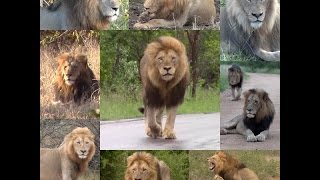 Krugers Royal Blood  Male Lion Compilation 20122017  Kruger National Park [upl. by Tattan]