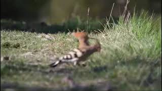 Beautiful hoopoe birds [upl. by Satsoc]