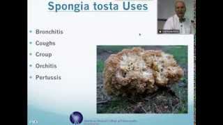 Spongia Tosta Homeopathic Medicine Tips For Beginners [upl. by Dollie]