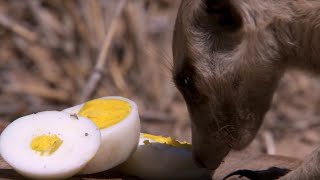 Whats a Meerkats Favourite Food  BBC Earth [upl. by Kilan]