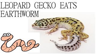 Leopard gecko Eating Earthworms [upl. by Touber]