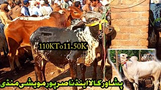 Peshawar Maweshi Nasir Pur amp Kala Mandi Latest New Price Update 2024  Cow Mandi Peshawar [upl. by Baron]