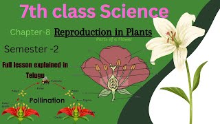 7th class Science  Reproduction in Plants full lesson explained in telugu 7th science education [upl. by Irtimd]