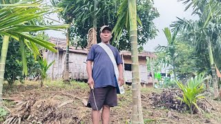 Pineapple Garden Harvesting Farming omotoi khauh ni thag mo💗💗💗 [upl. by Babb]