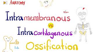 Intramembranous vs Intracartilagenous Ossification 🦴  Anatomy Series [upl. by Artiek477]