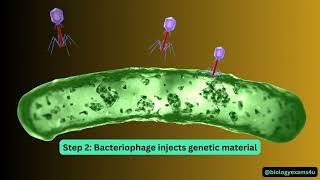 Bacteriophage Life Cycle Animation [upl. by Ellehcim]