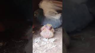 kabutarbabybird viralvideo 🥰😍👍🙏 [upl. by Haissi]