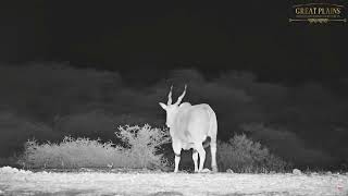 Ships Passing In The Night Starring Striped Hyena And A Eland [upl. by Raina]