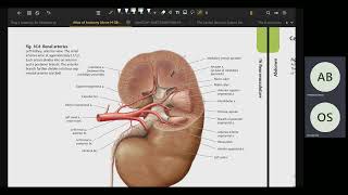 posterior abdominal wall עם אבירן [upl. by Etterrag]