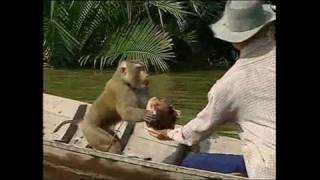 Monkeys trained to pick coconuts [upl. by Lluj759]