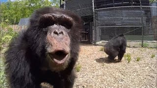 Former Research Chimps go Out in a Forest for the First Time [upl. by Ameehsat]