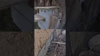 Hoopoe bird visits owl box animals birds live nature wildlife animals congrats short [upl. by Ardnuhs]