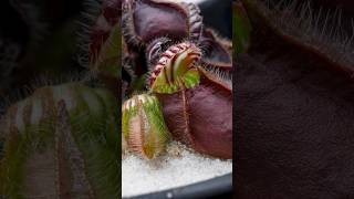 Australian Pitcher Plant Cephalotus follicularis plants carnivorousplants pitcherplant [upl. by Ttcos942]