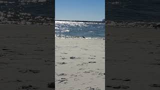 Sandpipers Enjoying the Surf [upl. by Bikales]