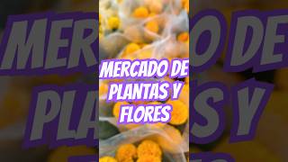 Mercado de plantas y flores en tenango de las flores [upl. by Alhsa180]