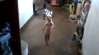 Chihuahua Bailando Salsa [upl. by Steward]