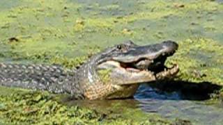 Alligator Eats Turtle Wow [upl. by Notxarb]