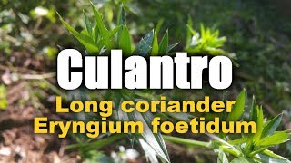 culantro  Long coriander  Eryngium foetidum [upl. by Raval384]