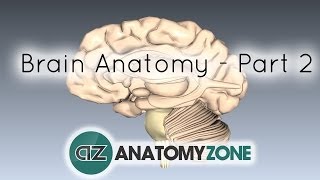 Basic Parts of the Brain  Part 2  3D Anatomy Tutorial [upl. by Rehtnug]