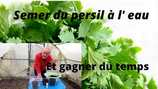 comment semer le persil a l eau [upl. by Mulford]