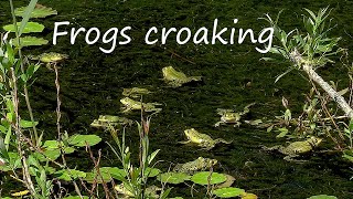 Frogs Croaking • Relaxing Frog Sounds 1 Hour • Beautiful Video of Green Water Frogs in Nature Pond [upl. by Halas]