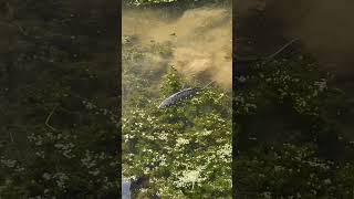 Carp grubbing around eltham palace carpfish london fishing carping everythingcarpfishing [upl. by Atiuqnahs412]