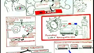 Macrophage and its role in immunity [upl. by Warner]