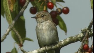 Gobemouche gris  Spotted Flycatcher  Grauschnäpper  Muscicapa striata [upl. by Ahseina]