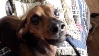 REAL talking dog dachshund speaks [upl. by Mcgrody]