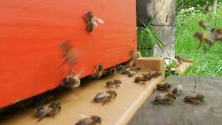 Grosse sortie de fauxbourdons abeilles les papas des ruches qui attendent les reines a féconder [upl. by Ahsinat]