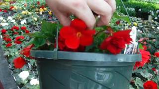 How to grow MASSIVE Begonia Flowers Greenhouse Secret [upl. by Mirabel]