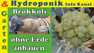 Selbstversorger Brokkoli Gemüse im Garten anpflanzen ABER ohne Erde im Hydroponik System [upl. by Eednim]