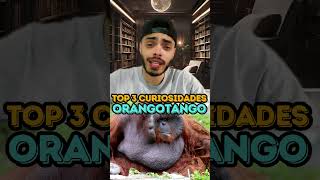 ORANGOTANGO  TOP 3 CURIOSIDADES [upl. by Ihteerp]