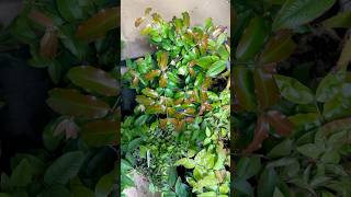 Growing a tropical fruit tree collection inside the house subscribe [upl. by Oidualc]