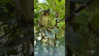 Wildlife monkey in Mohanokor troop monkeyaction monkeybehavior [upl. by Drislane]