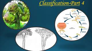 Classification of Ascomycota fungi [upl. by Jane]