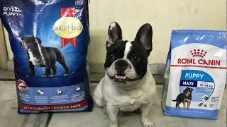 90 days on royal canin transformation results  smart heart vs royal canin  which dog food is best [upl. by Amity745]