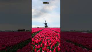 🌷🇳🇱 Majestic Netherlands A Symphony of Tulips 🌟✨ [upl. by Nassi333]