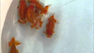 Top View Ranchu Bred by Wee Yap Singapore [upl. by Yojenitsirk48]