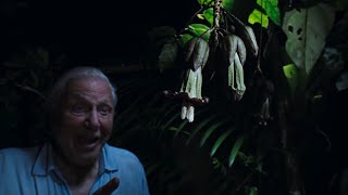 Sir David Attenborough Witnesses a Magical Moment  The Green Planet  BBC Earth [upl. by Enirehtacyram458]