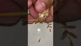 albino auratus cichlid fish gives birth to 35 babies 🐳❤️👍🙏 fish aquariumfish asmr [upl. by Neemsay953]