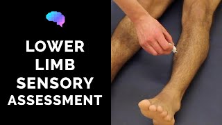 Sensory Assessment of the Lower Limbs  OSCE Guide Clip  UKMLA  CPSA [upl. by Ferrigno]