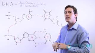 The 4 Nucleotide Bases Guanine Cytosine Adenine and Thymine  What Are Purines and Pyrimidines [upl. by Moriyama831]