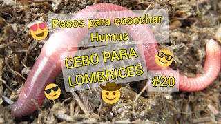 CEBO PARA LOMBRICESComo cosechar quothumus de lombrizquot PARTE 220DIA17621 [upl. by Flor]